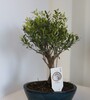 Купить Бонсай сизигиум / Bonsai Syzygium 40 см c доставкой от Sadovskaya