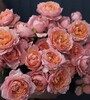 Купить Роза пионовидная кустовая Juliet c доставкой от Sadovskaya