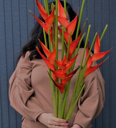 Купить Геликония в магазине флористики Садовская в Минске