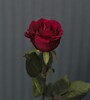 Купить Роза одноголовая Ever Red c доставкой от Sadovskaya
