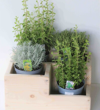 Купить Пряные травы микс в горшках купить в Минске с доставкой в магазине флористики Садовская в Минске