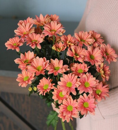 Купить Хризантема кустовая Grand Salmon в магазине флористики Садовская в Минске