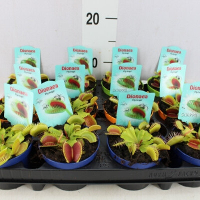 Купить Дионея Венерина мухоловка / Dionaea muscipula 10 см в горшке купить в Минске с доставкой в магазине флористики Садовская в Минске