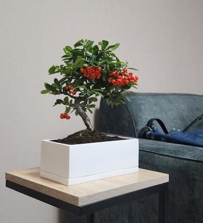 Купить Бонсай Пираканта (Огненный шип)/Bonsai Pyracantha Fortuneana  купить в Минске с доставкой в магазине флористики Садовская в Минске