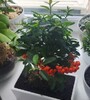 Купить Бонсай Пираканта (Огненный шип)/Bonsai Pyracantha Fortuneana c доставкой от Sadovskaya