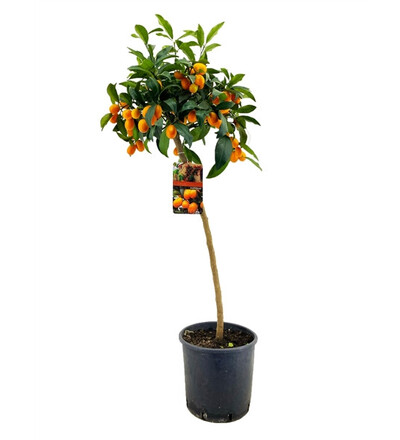 Купить Цитрус Кумкват / Kumquat 90 см домашнее растение в горшке в Минске в магазине флористики Садовская в Минске