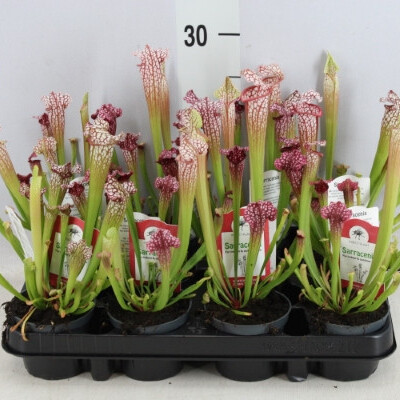 Купить Саррацения / Sarracenia 15 см  в горшке купить в Минске с доставкой в магазине флористики Садовская в Минске