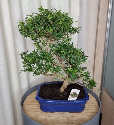 Купить Бонсай Илекс (падуб)/Bonsai Ilex купить в Минске с доставкой в магазине флористики Садовская в Минске