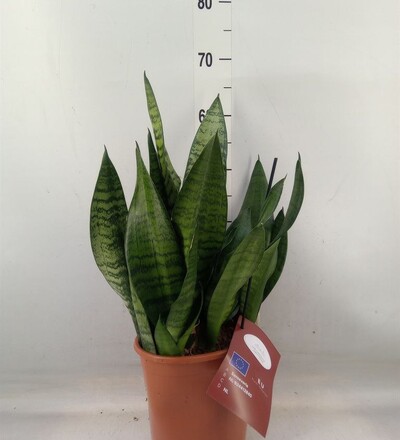 Купить Купить комнатное растение  Сансевиерия Ханни /Sansevieria Hahni 25 см с доставкой в Минске  в магазине флористики Садовская в Минске