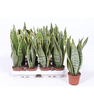 Купить Купить комнатное растение  Сансевиерия Лауренти /Sansevieria Laurentii 30 см с доставкой в Минске  в магазине флористики Садовская в Минске