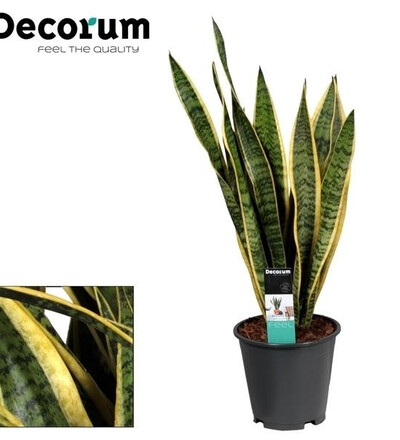 Купить Купить комнатное растение  Сансевиерия Лауренти /Sansevieria Laurentii 75 см с доставкой в Минске  в магазине флористики Садовская в Минске