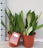 Купить Сансевиерия Муншайн /Sansevieria Moonshine 50 см c доставкой от Sadovskaya