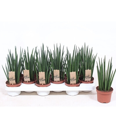 Купить Купить комнатное растение Сансевиерия Микадо /Sansevieria Mikado 30 см с доставкой в Минске  в магазине флористики Садовская в Минске