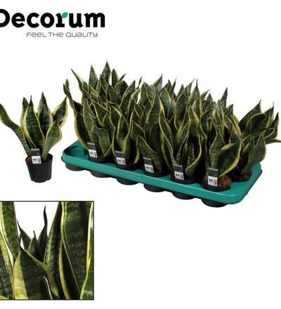 Купить Купить комнатное растение Сансевиерия Футура /Sansevieria Futura 30 см с доставкой в Минске  в магазине флористики Садовская в Минске