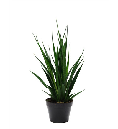 Купить Купить комнатное растение Сансевиерия Кирки /Sansevieria Kirkii 45 см с доставкой в Минске  в магазине флористики Садовская в Минске