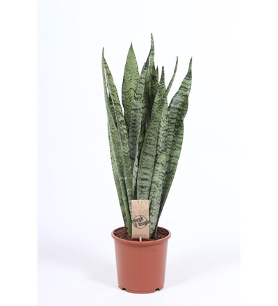 Купить Купить комнатное растение  Сансевиерия Зейланика /Sansevieria Zeylanica 80 см с доставкой в Минске  в магазине флористики Садовская в Минске