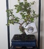 Купить Бонсай Сагереция 35см / Bonsai Sageretia c доставкой от Sadovskaya