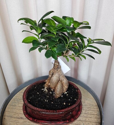 Купить Фикус Гинсенг Бонсай (Ficus Microcarpa Ginseng) с доставкой в Минске  в магазине флористики Садовская в Минске