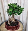 Купить Фикус Гинсенг Бонсай c доставкой от Sadovskaya