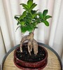 Купить Фикус Гинсенг Бонсай c доставкой от Sadovskaya