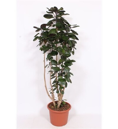 Купить Бонсай Полисциас / Bonsai Polyscias карликовое дерево купить 40 см с доставкой в Минске  в магазине флористики Садовская в Минске