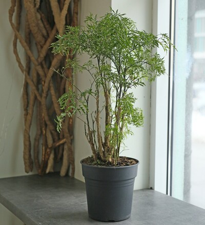 Купить Бонсай Полисциас Фрутикоза/Polyscias Froticosa 40 см с доставкой в Минске  в магазине флористики Садовская в Минске