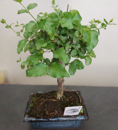 Купить Купить Бонсай Лигуструм / Bonsai Ligustrum 20см с доставкой в Минске  в магазине флористики Садовская в Минске