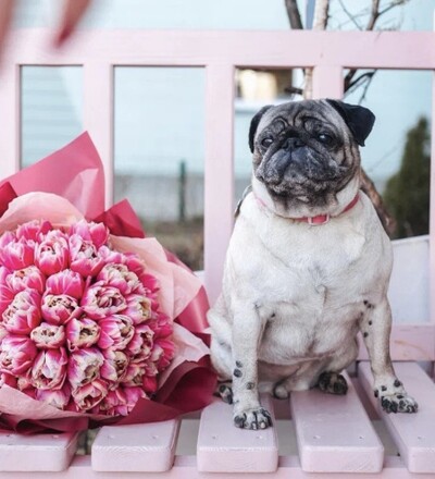 Купить Букет из пионовидных тюльпанов  в магазине флористики Садовская в Минске