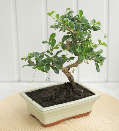 Купить Бонсай Кармона цветущая/Bonsai Carmona купить 35 см с доставкой в Минске  в магазине флористики Садовская в Минске