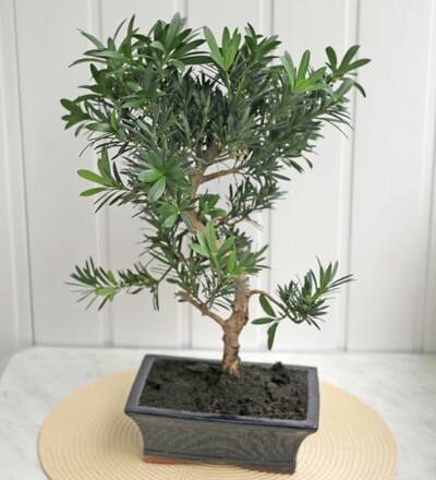 Купить Бонсай Подокарпус (хвойный)/Bonsai Podocarpus с доставкой в Минске  в магазине флористики Садовская в Минске