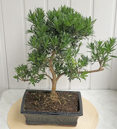 Купить Бонсай Подокарпус (Сосна Будды)/Bonsai Podocarpus с доставкой в Минске  в магазине флористики Садовская в Минске