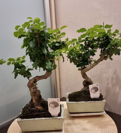 Купить Купить Бонсай Лигуструм / Bonsai Ligustrum 35см с доставкой в Минске  в магазине флористики Садовская в Минске