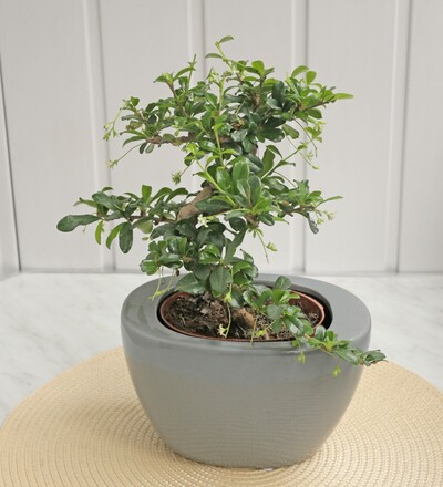 Купить Бонсай Кармона цветущая/Bonsai Carmona 35 см с доставкой в Минске  в магазине флористики Садовская в Минске