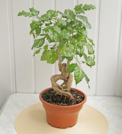 Купить Бонсай Радермахера/Radermachera 55см в магазине флористики Садовская в Минске