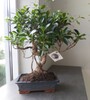 Купить Бонсай Фикус Ретуза / Ficus Retusa  55см c доставкой от Sadovskaya