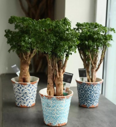 Купить Бонсай Полисциас Фрутикоза /Bonsai Polyscias Fruticosa 45 см с доставкой в Минске  в магазине флористики Садовская в Минске