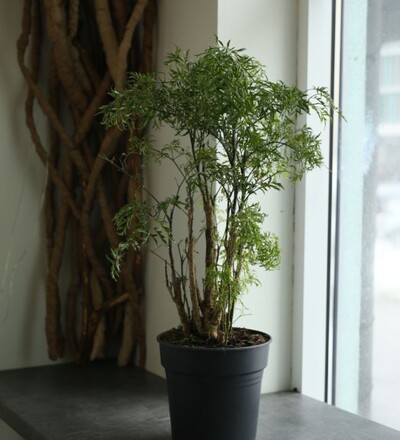 Купить Бонсай Полисциас Гавайский/Polyscias Hawaiiana 60  см с доставкой в Минске  в магазине флористики Садовская в Минске