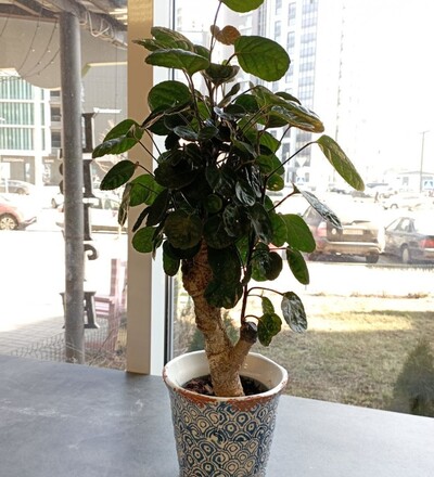 Купить Бонсай Полисциас курчавый /Bonsai Polyscias  45 см с доставкой в Минске  в магазине флористики Садовская в Минске