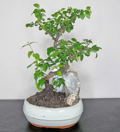 Купить Бонсай Сагереция (чайное дерево)/ Bonsai Sageretia 30 см с доставкой в Минске в магазине флористики Садовская в Минске