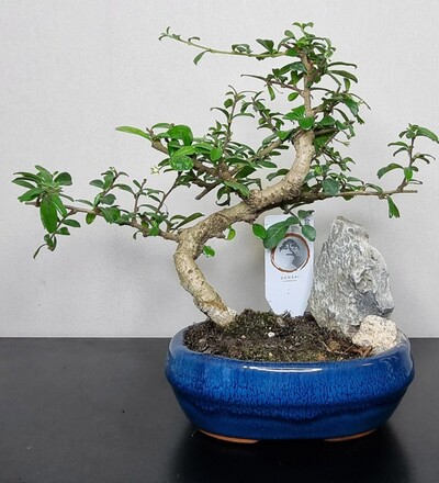 Купить Бонсай Кармона цветущая/Bonsai Carmona 30 см с доставкой в Минске  в магазине флористики Садовская в Минске