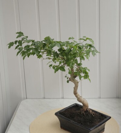 Купить Бонсай Лигуструм/Ligustrum 55см с доставкой в Минске  в магазине флористики Садовская в Минске