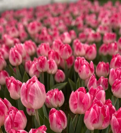 Купить Тюльпан в магазине флористики Садовская в Минске