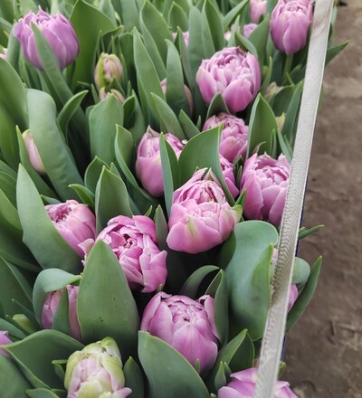 Купить Тюльпан пионовидный  в магазине флористики Садовская в Минске