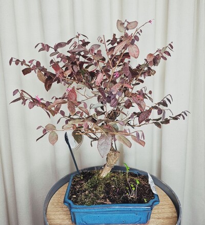 Купить Бонсай Лоропеталум/Bonsai Loropetalum с доставкой по Минску  в магазине флористики Садовская в Минске